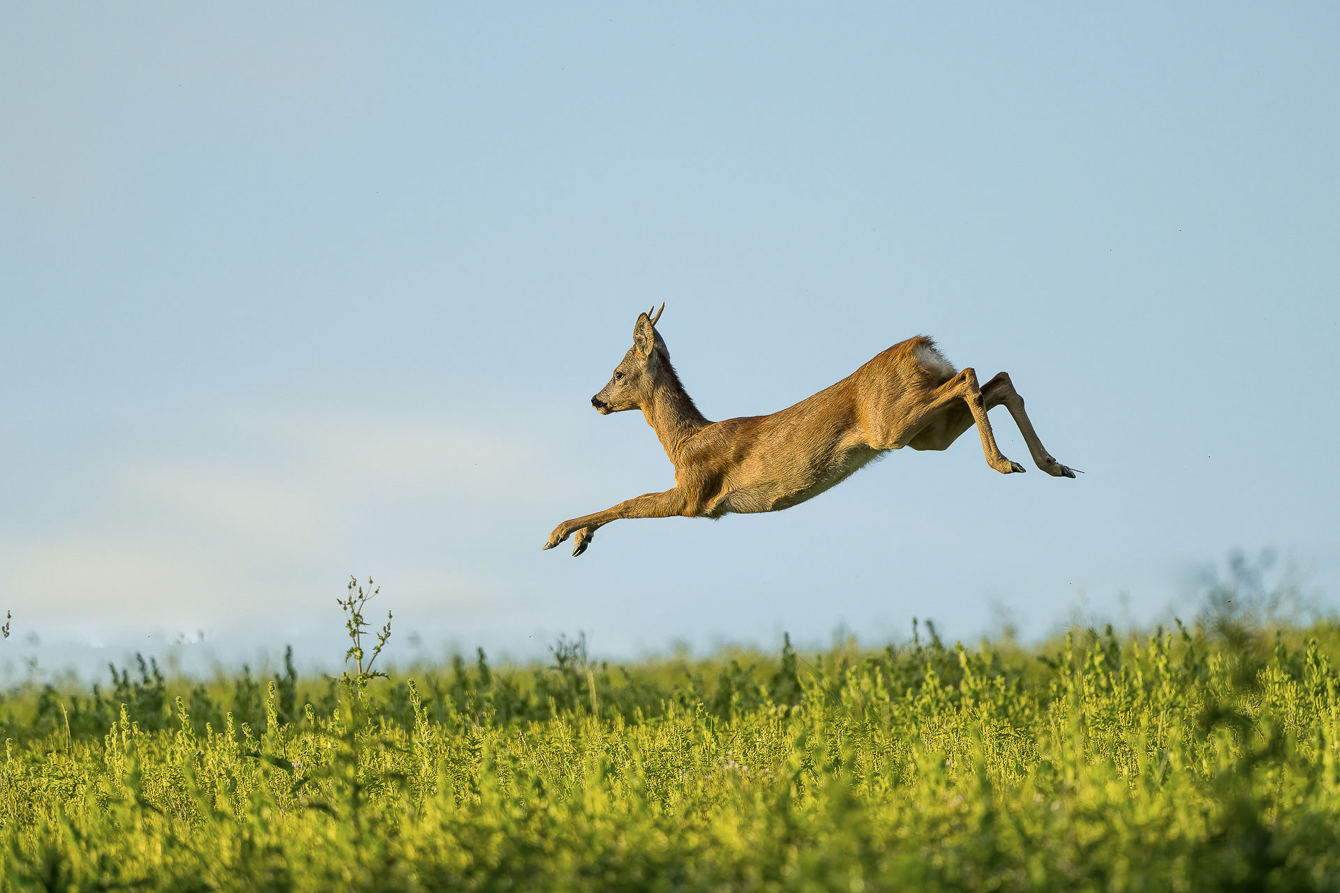 LEFORT_A_240705chevreuil